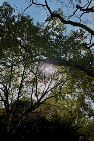A serene outdoor setting with sunlight filtering through leaves.