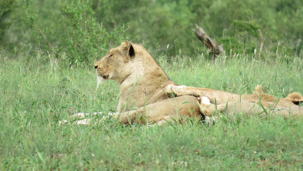 a couple of lions laying on top of a lush green field