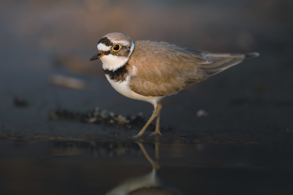 a small brown and white bird standing on a wet surface