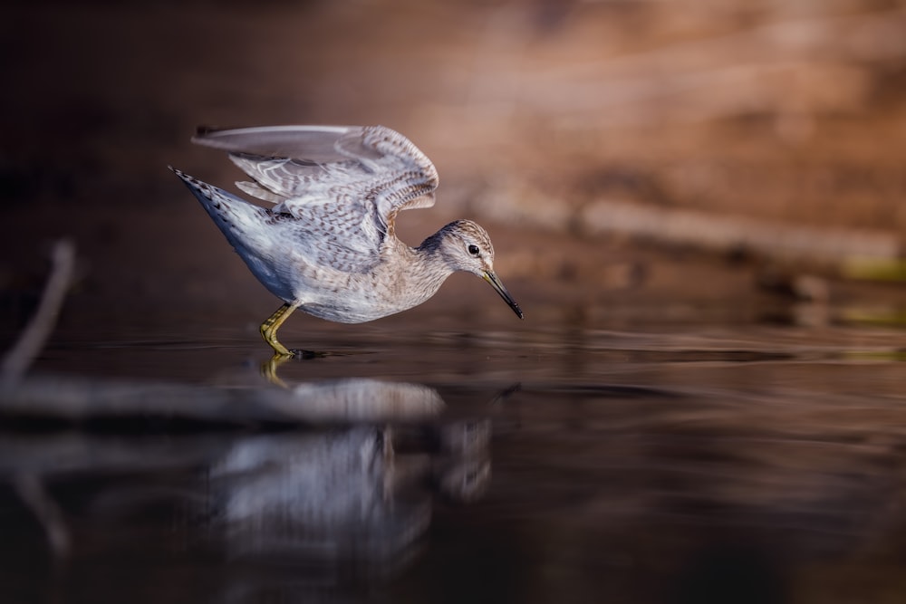 a white bird is flying over the water