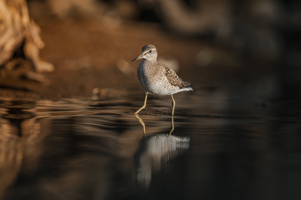 un piccolo uccello in piedi sulla cima di uno specchio d'acqua