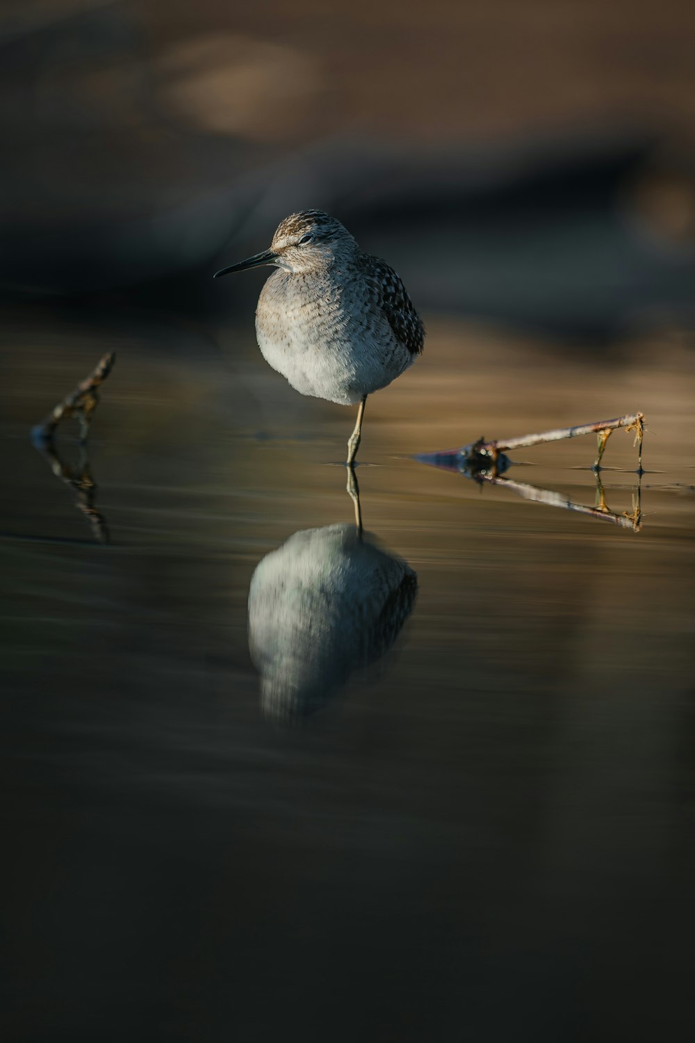 Un pequeño pájaro parado encima de un cuerpo de agua