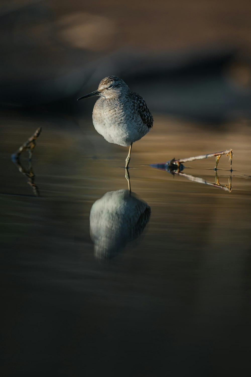 a small bird standing on top of a body of water