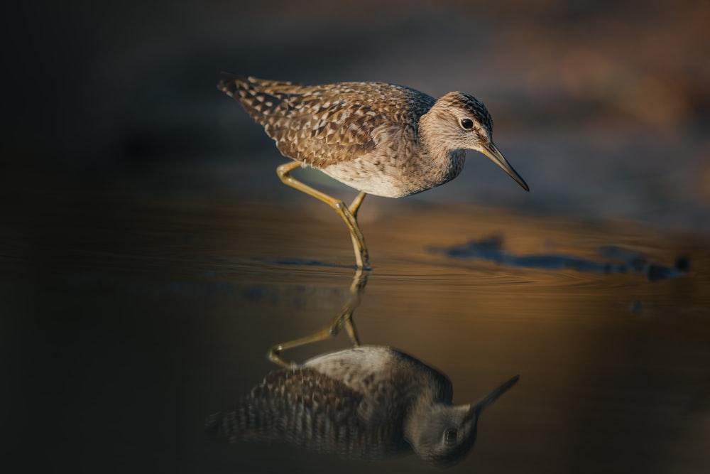 a bird standing on top of a body of water