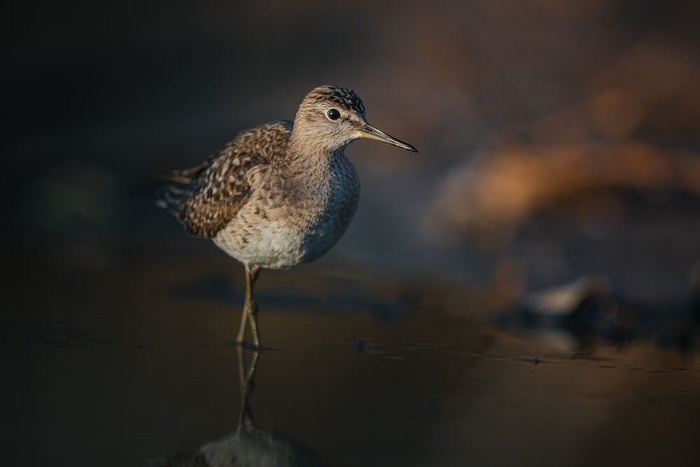 a small bird standing on top of a body of water