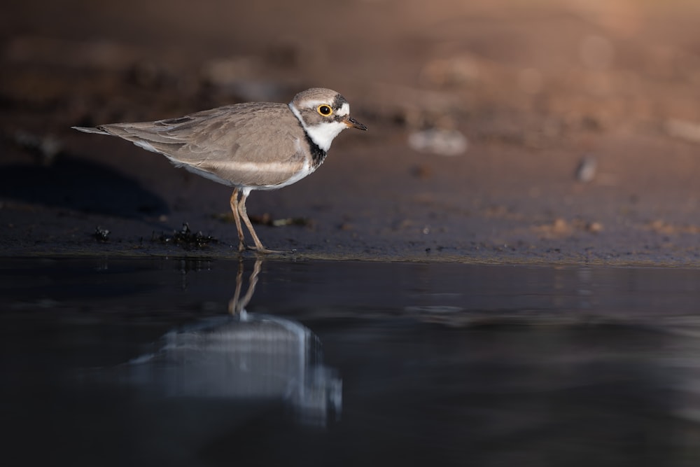 a small bird standing on a wet surface