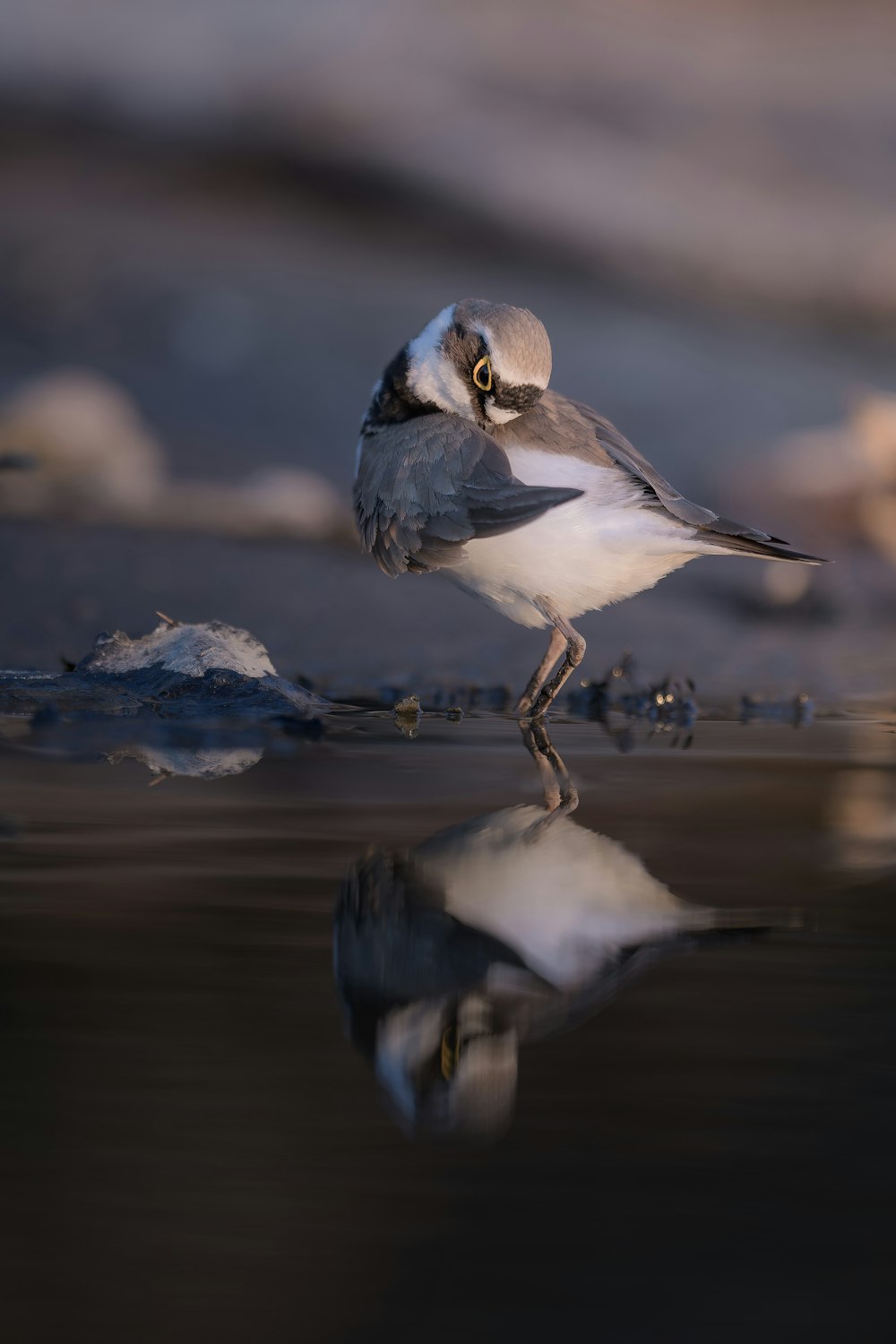 Un pequeño pájaro parado en la cima de una playa húmeda