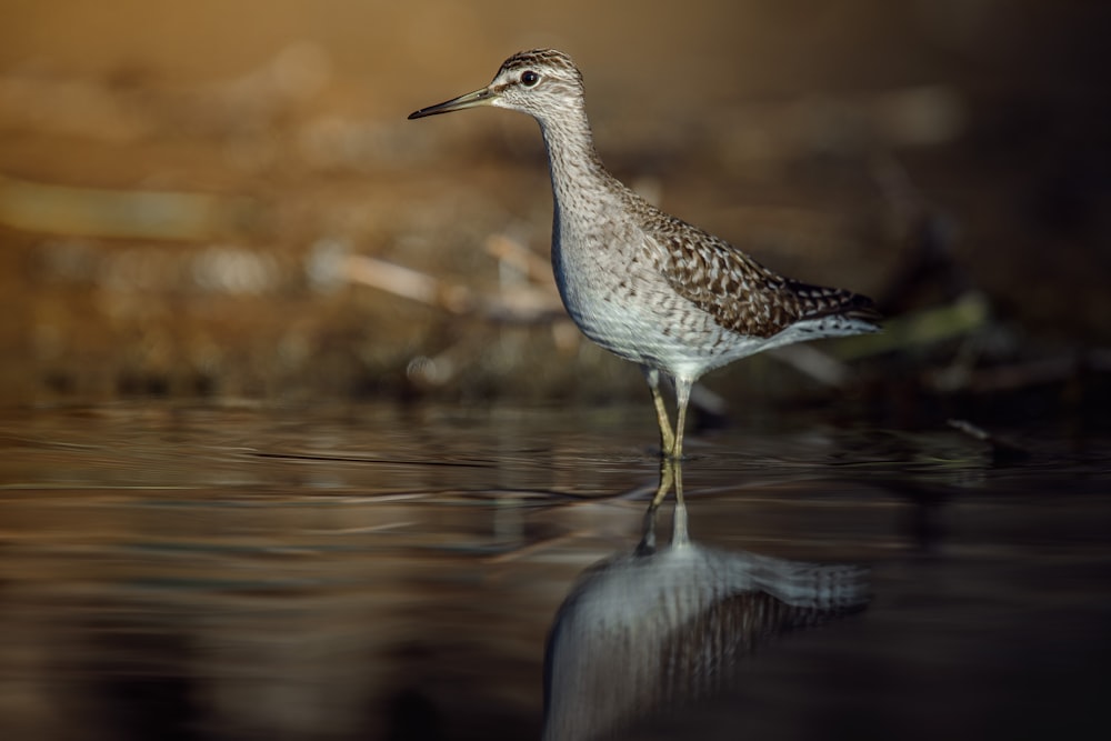 a bird standing in the water looking for food