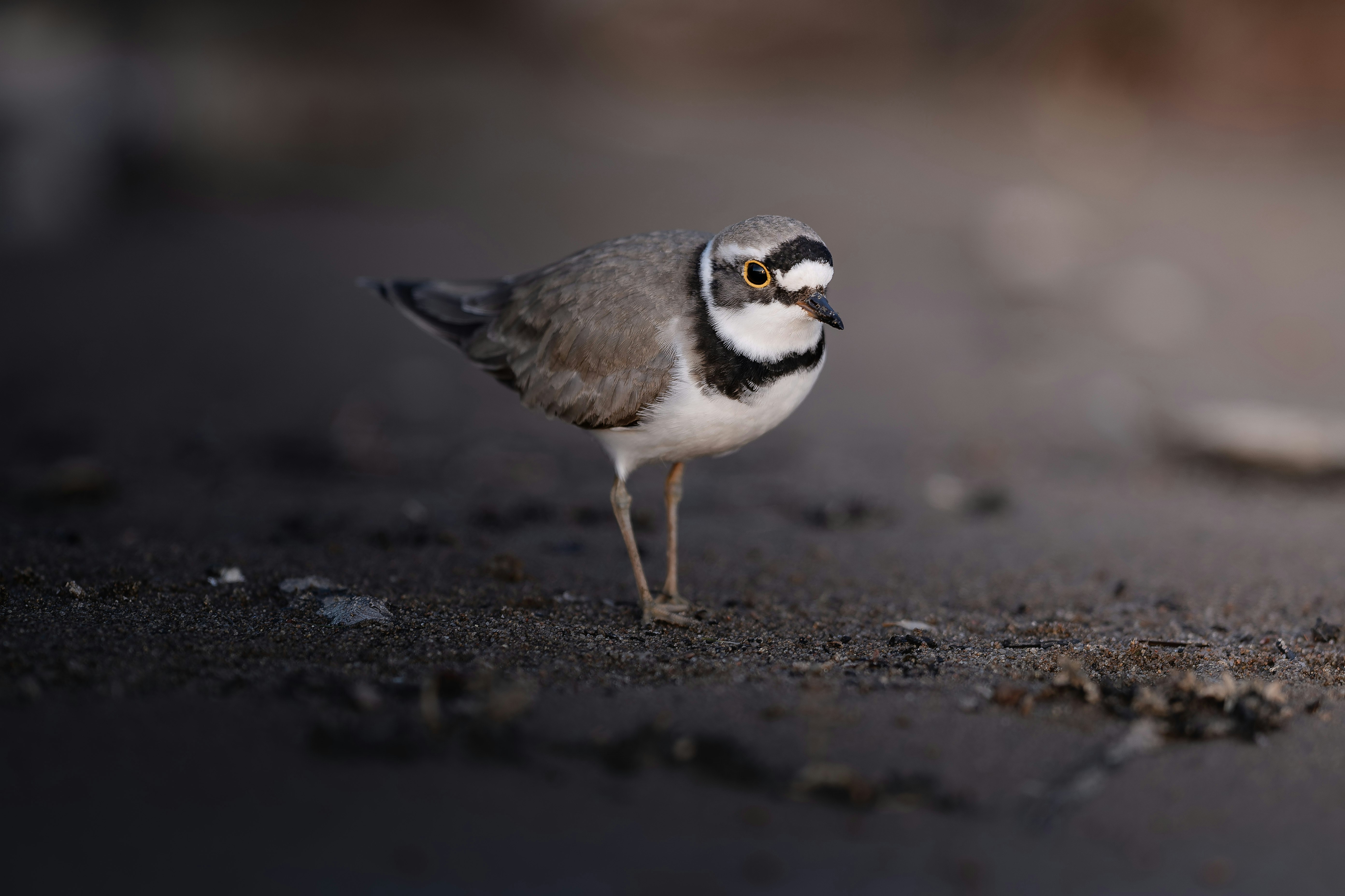 Little ringed plover ✓ follow me on Instagram: instagram.com/dkomov ✓ downloads more in my site: dkomov.com