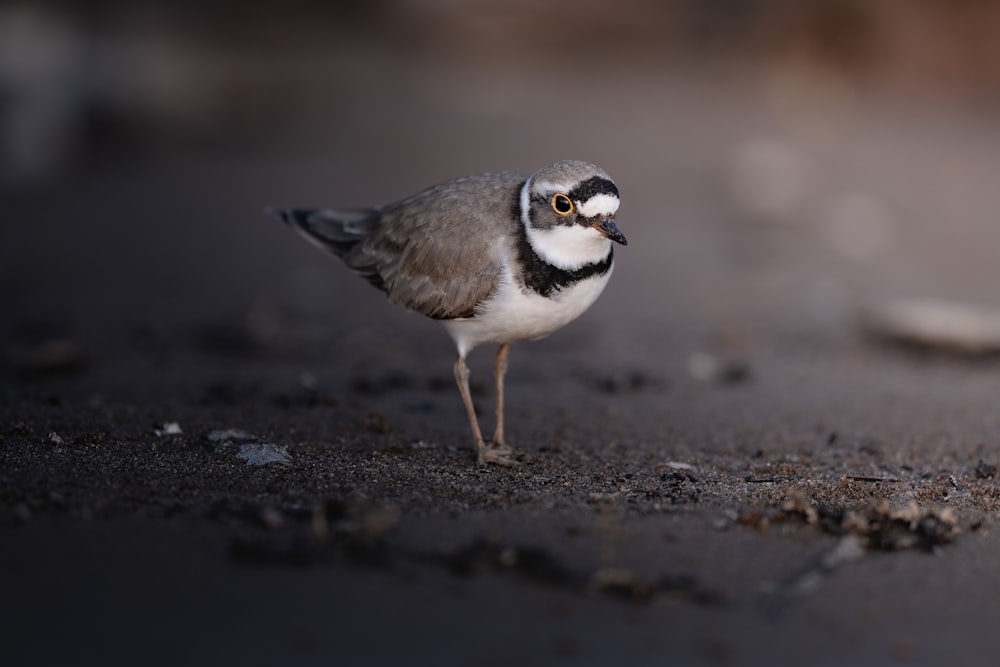 a small bird is standing on the ground