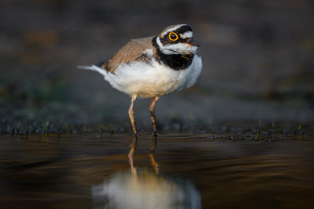 a small bird standing on top of a body of water