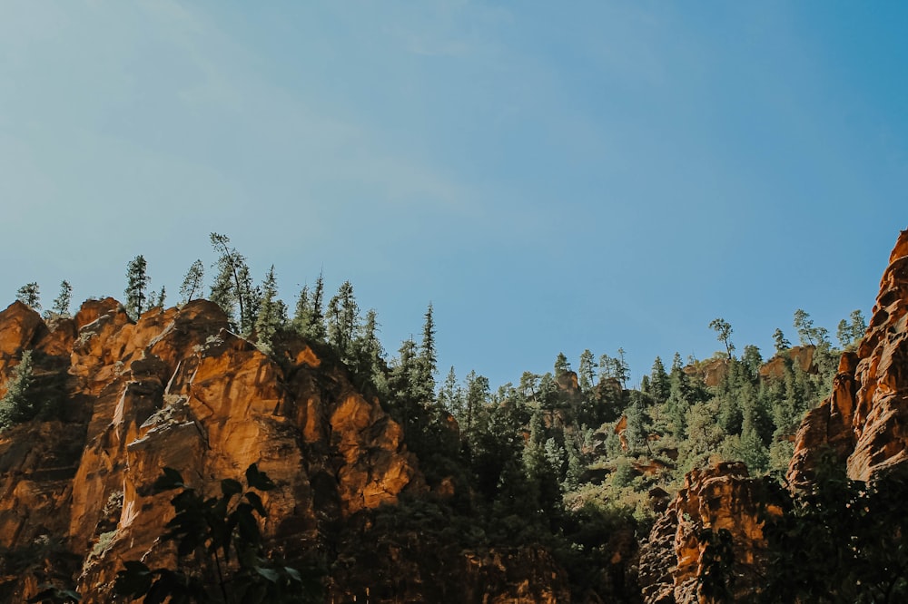 a group of trees on a mountain side