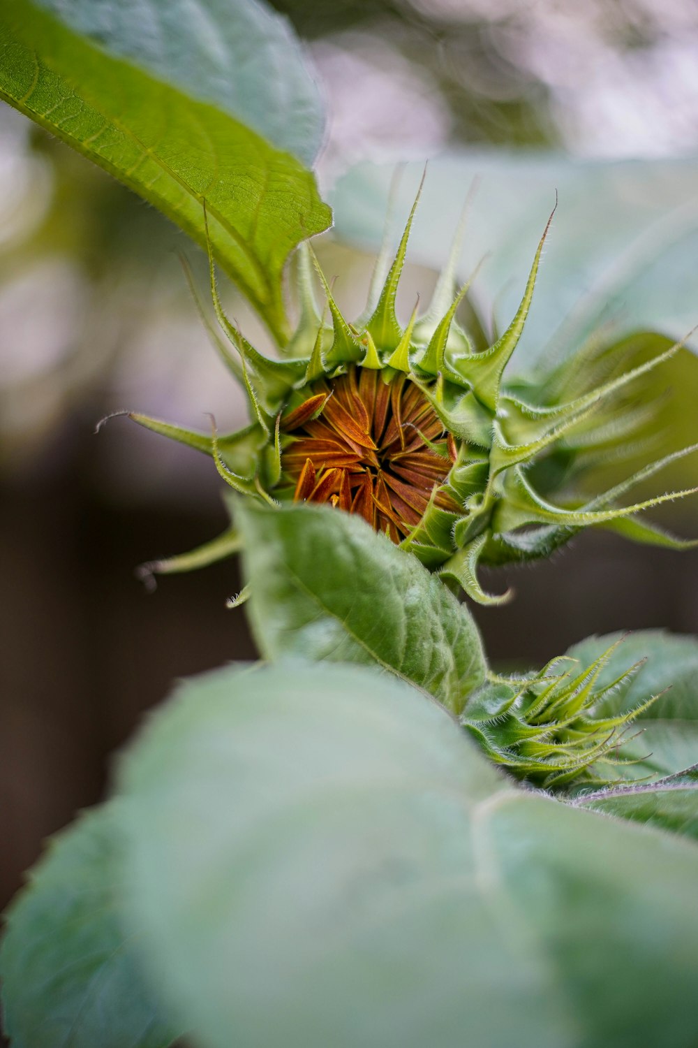 a close up of a flower on a plant