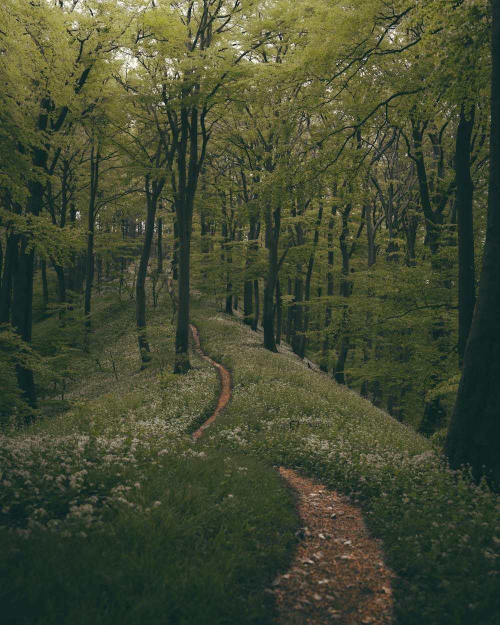 a path in the middle of a lush green forest