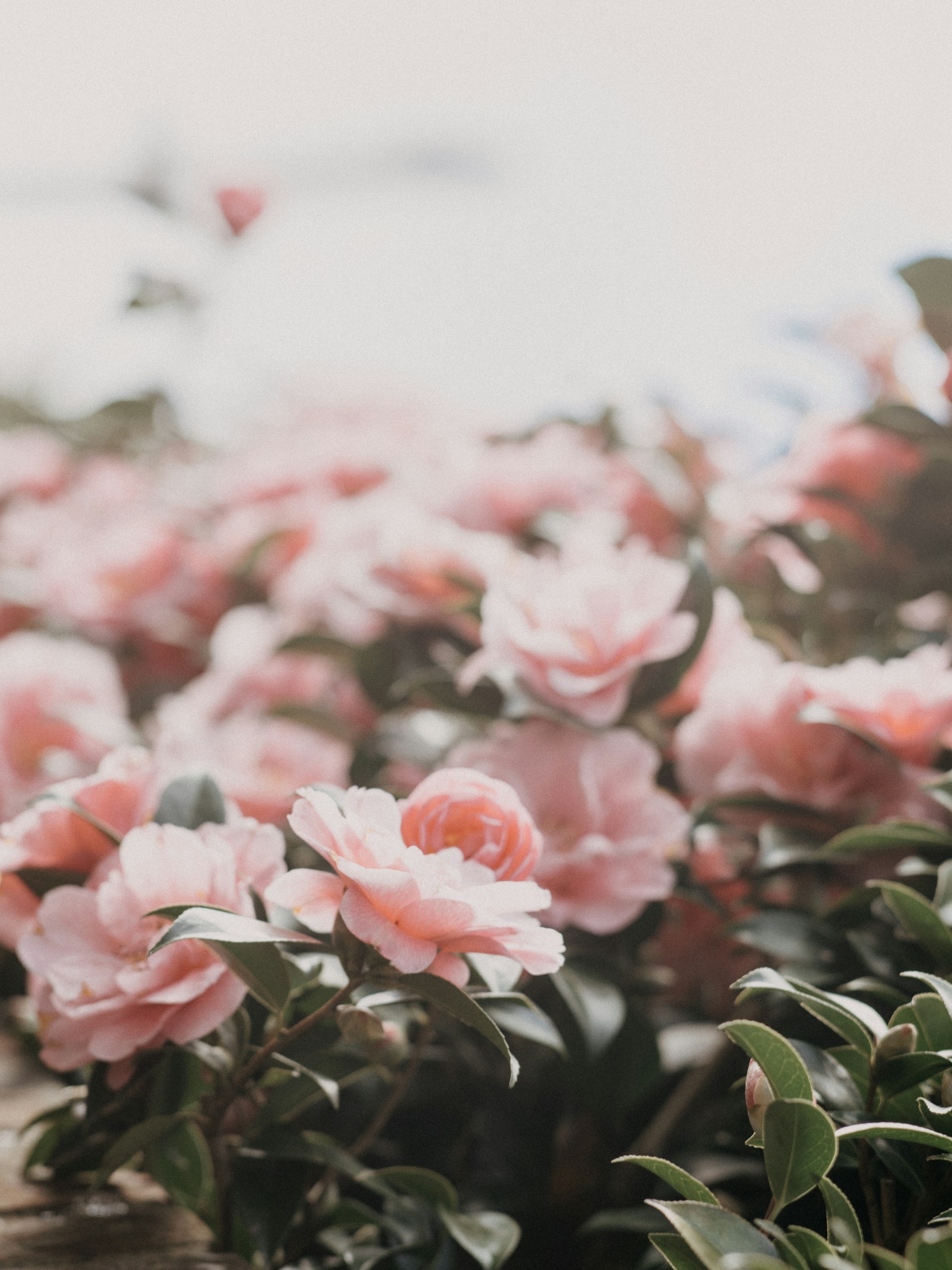 a bunch of pink flowers that are in a planter