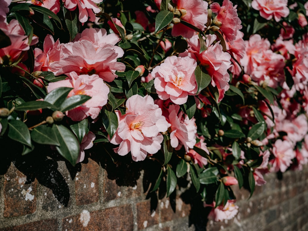 pink flowers are growing on a brick wall