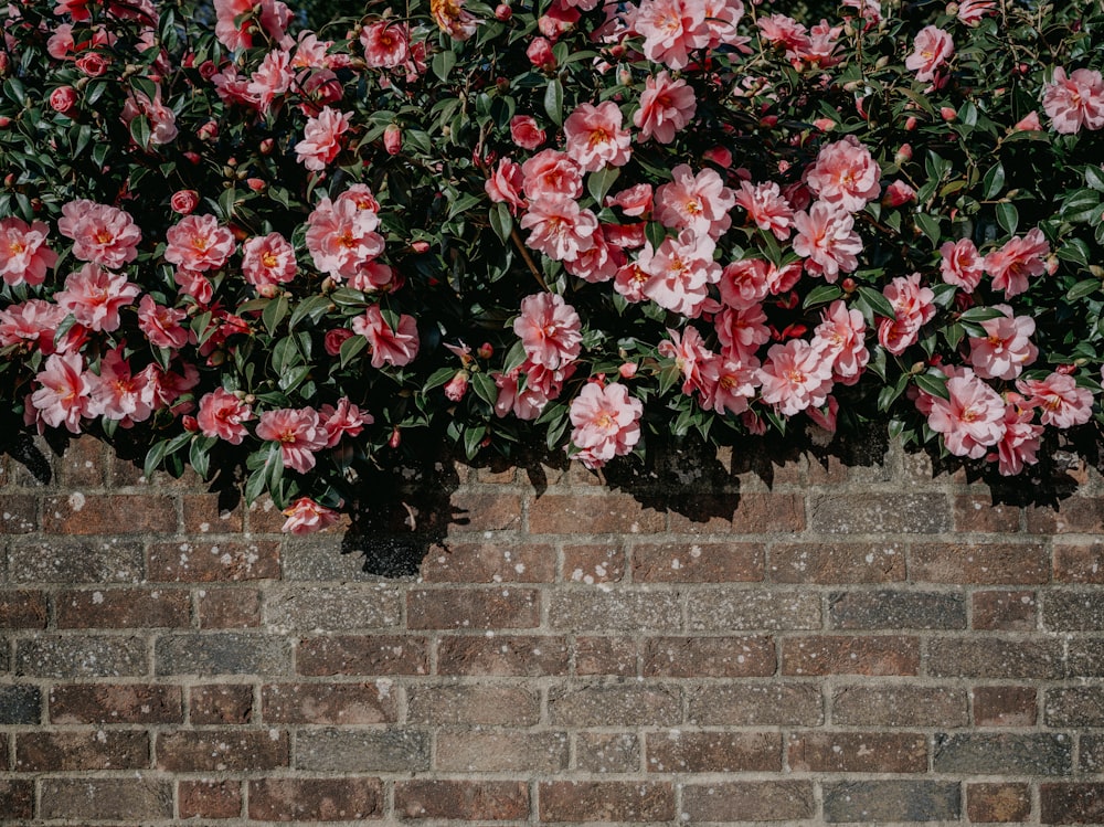 a brick wall with pink flowers growing on it