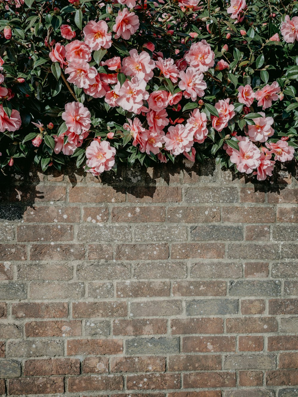 a brick wall with pink flowers growing on it