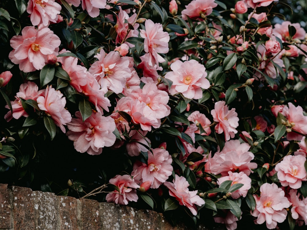 a bush of pink flowers with green leaves