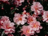 A cluster of lush, pink camellia flowers with delicate petals and rich green leaves. The blooms are full and vibrant, suggesting a healthy, lush garden setting.