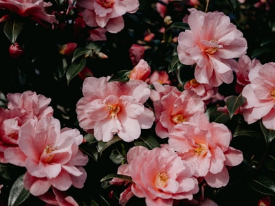 A cluster of lush, pink camellia flowers with delicate petals and rich green leaves. The blooms are full and vibrant, suggesting a healthy, lush garden setting.