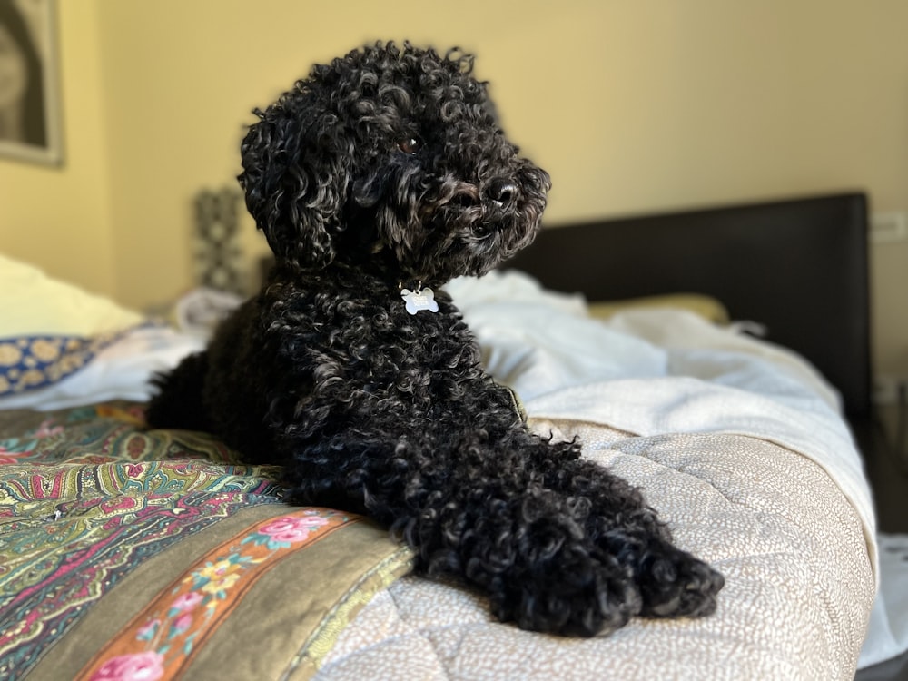 a black dog laying on top of a bed