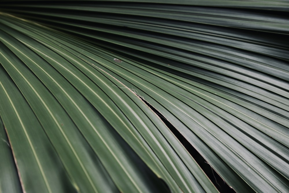 a close up of a large green leaf