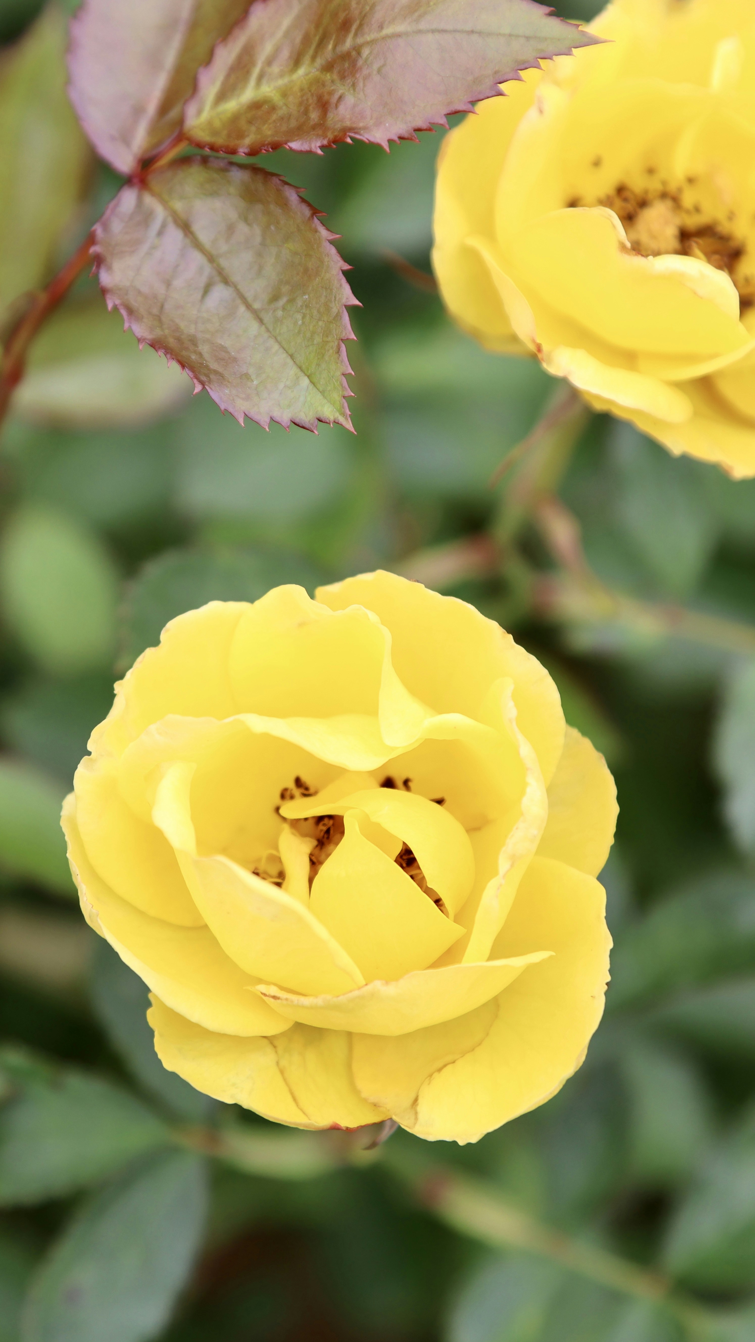 Photo by dickenslin76