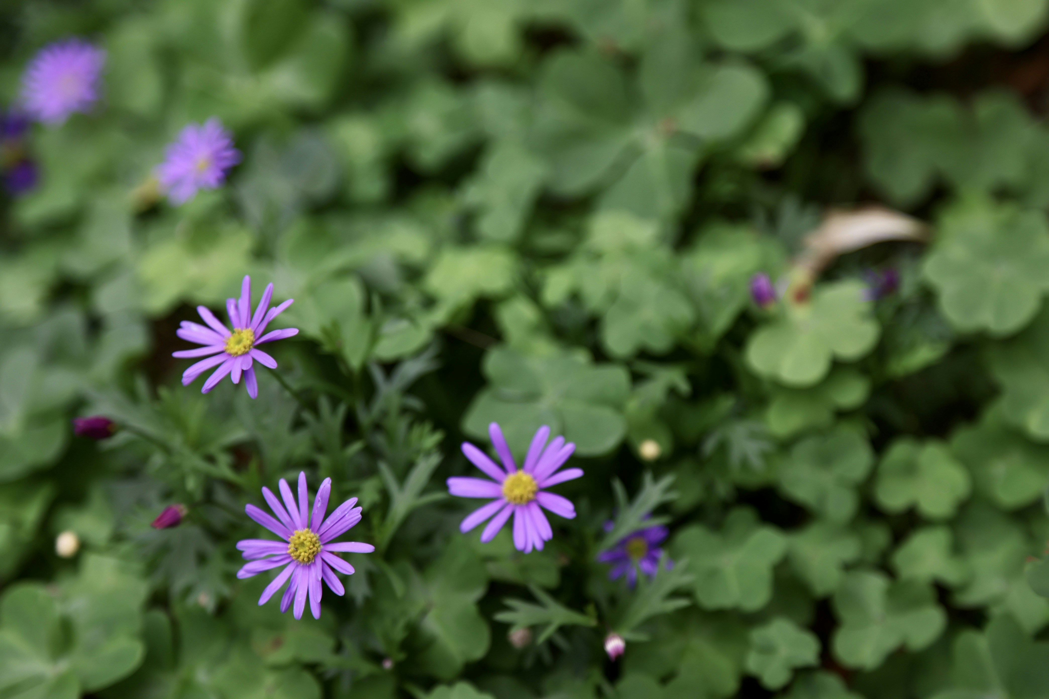 Photo by dickenslin76