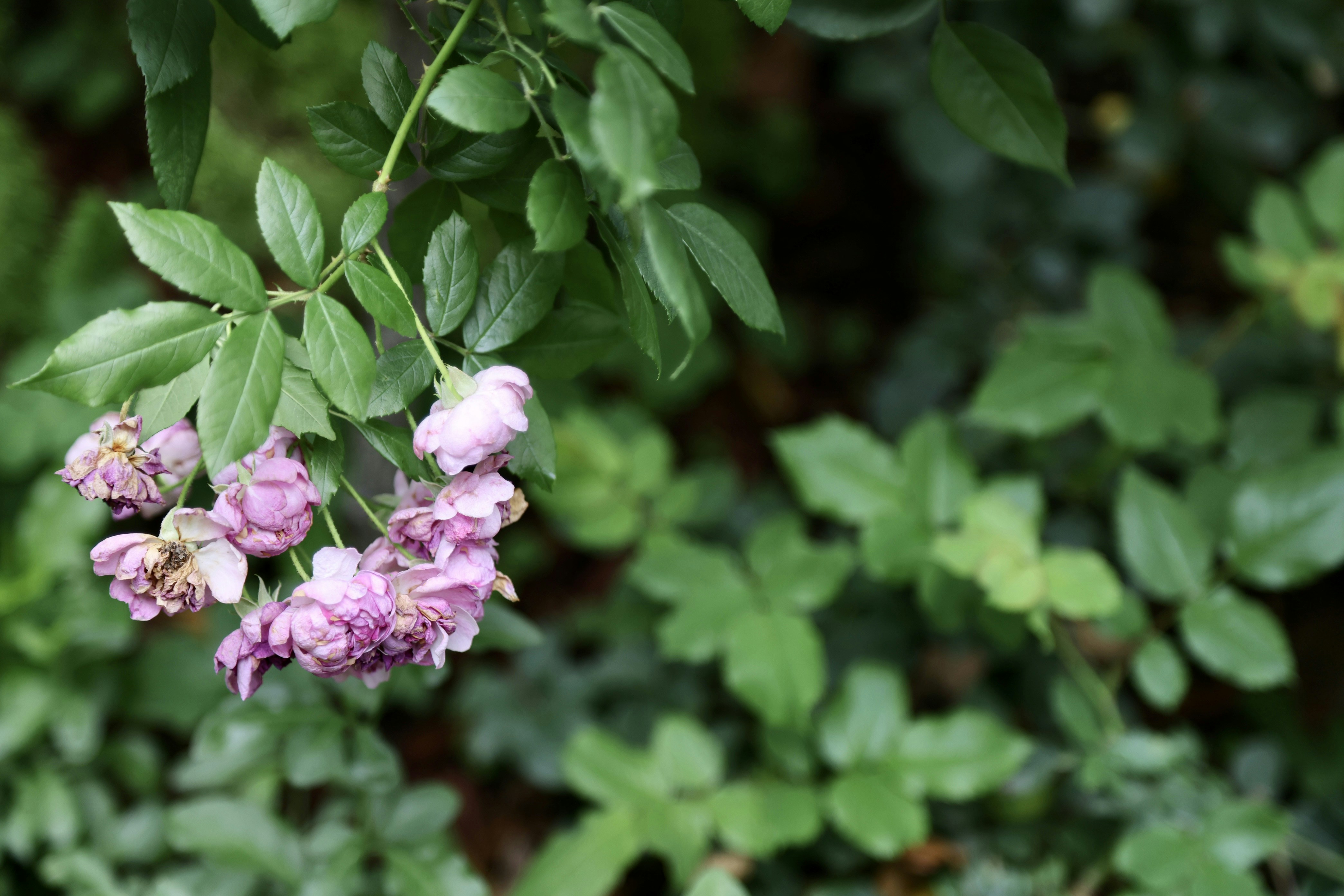 Photo by dickenslin76