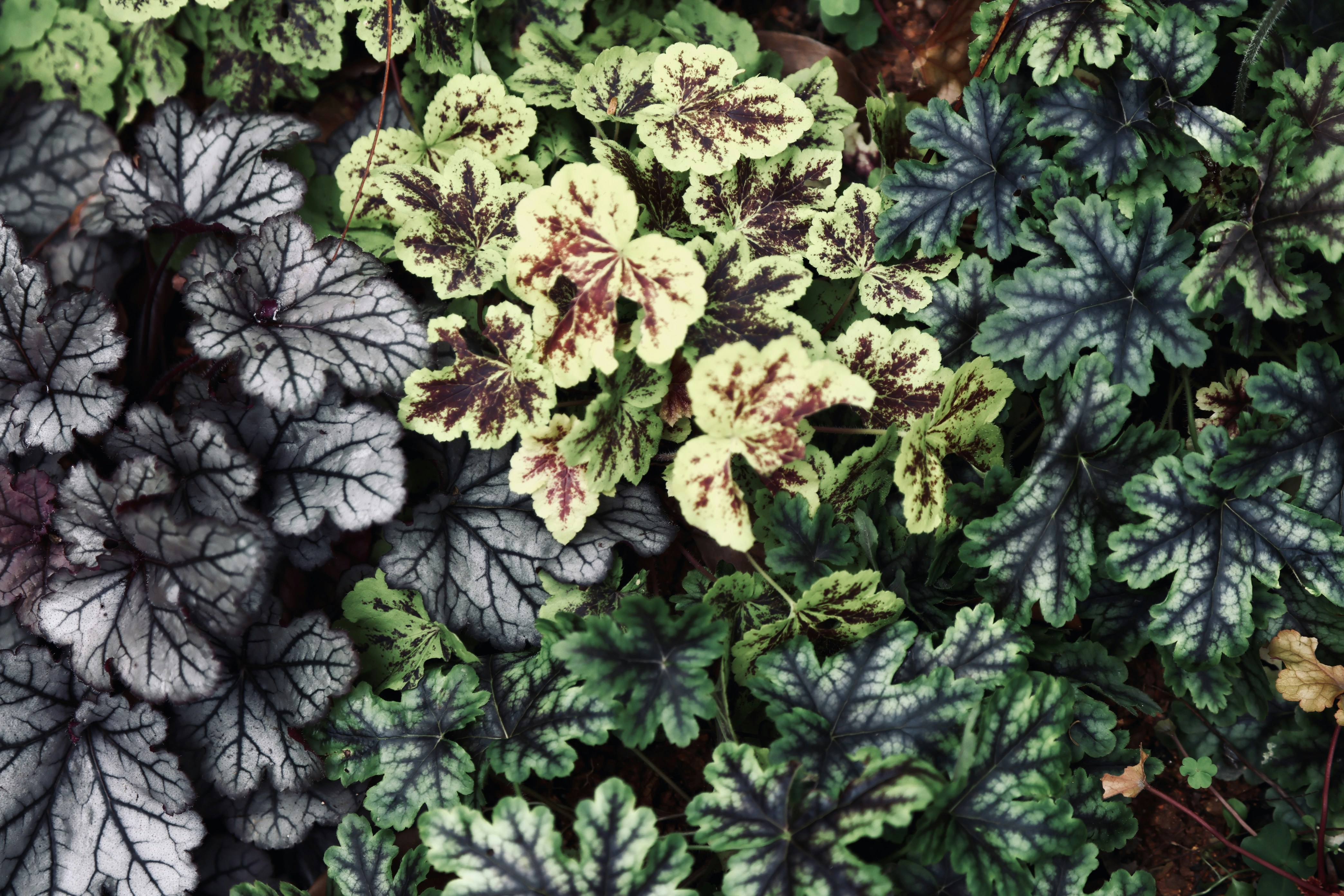 Photo by dickenslin76