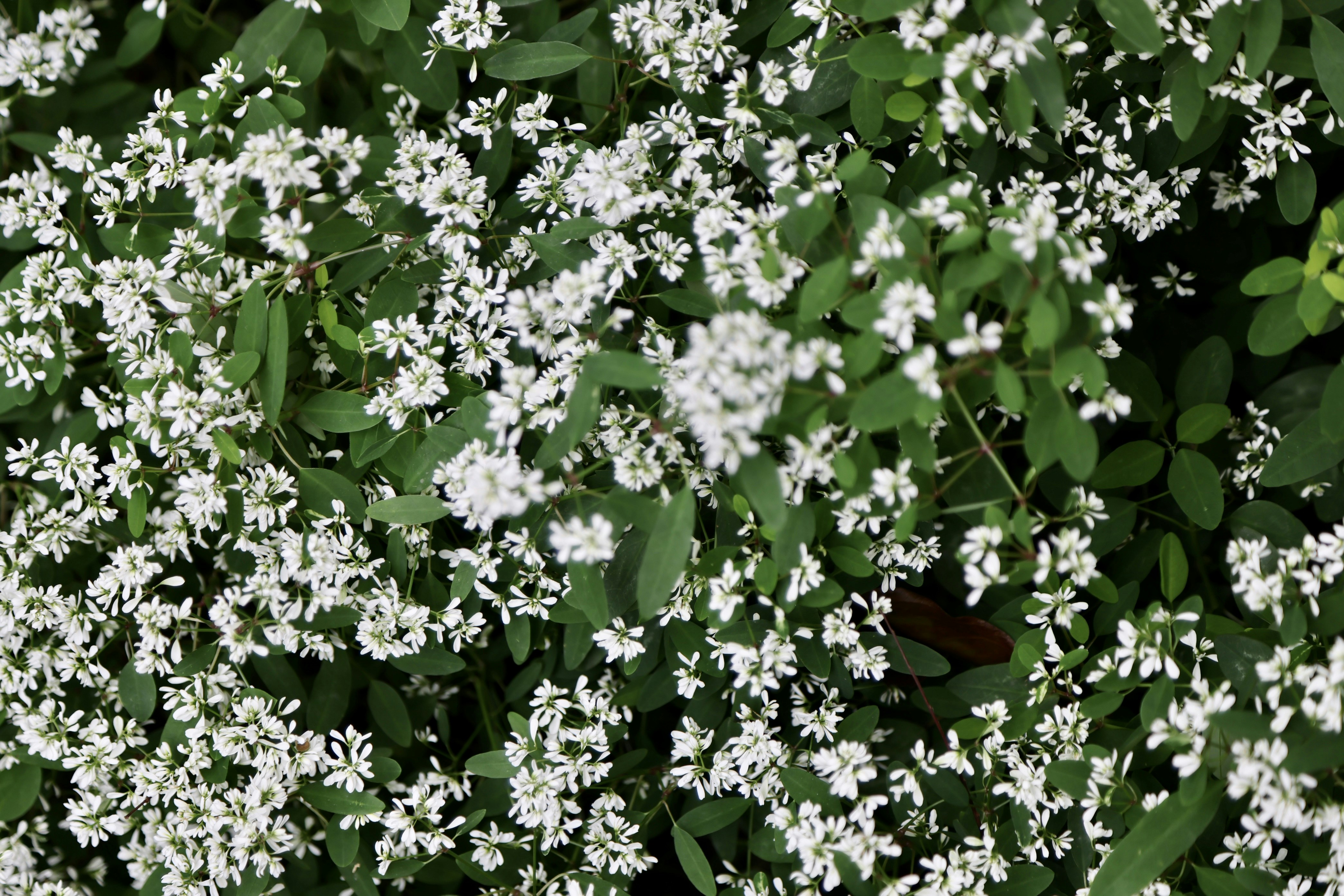 Photo by dickenslin76