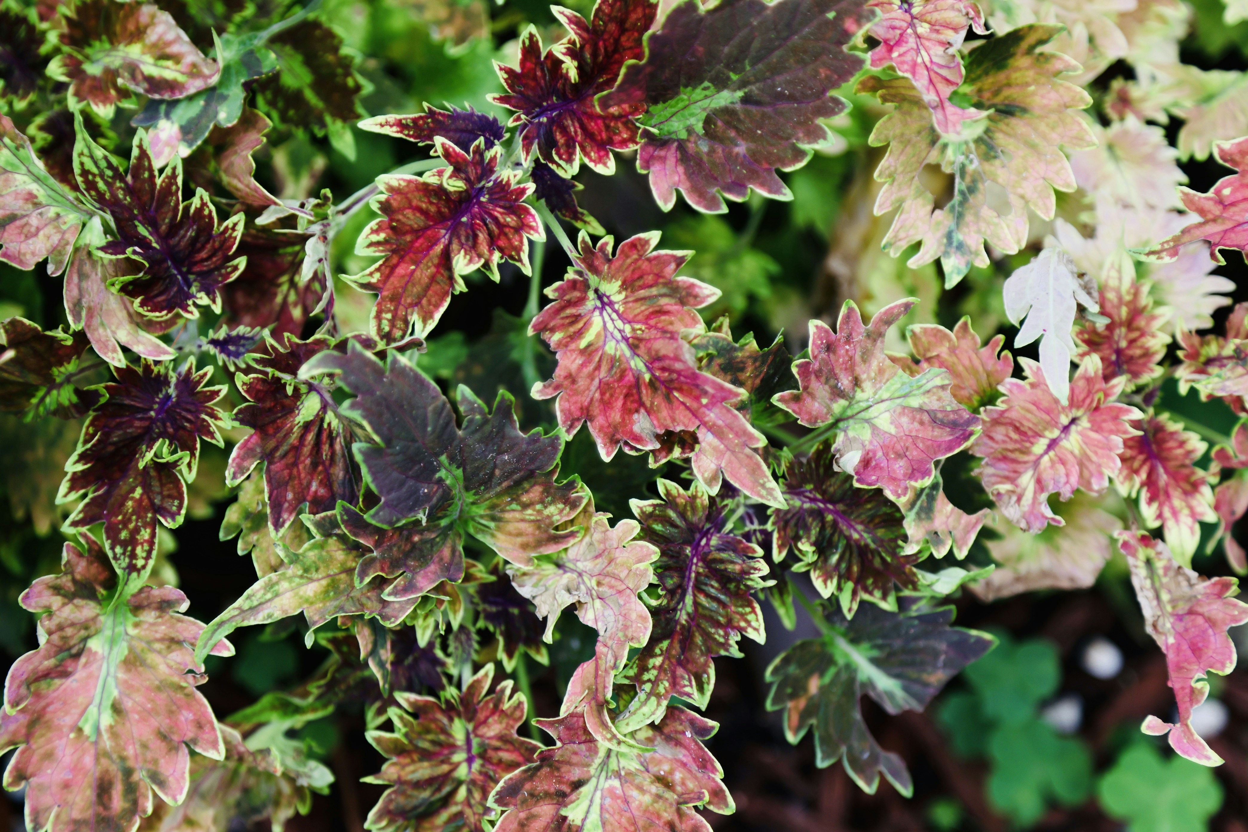 Photo by dickenslin76