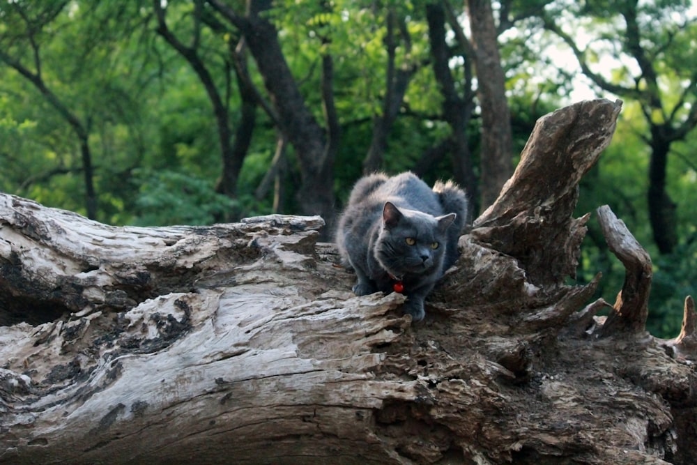 um gato que está sentado em um galho de árvore
