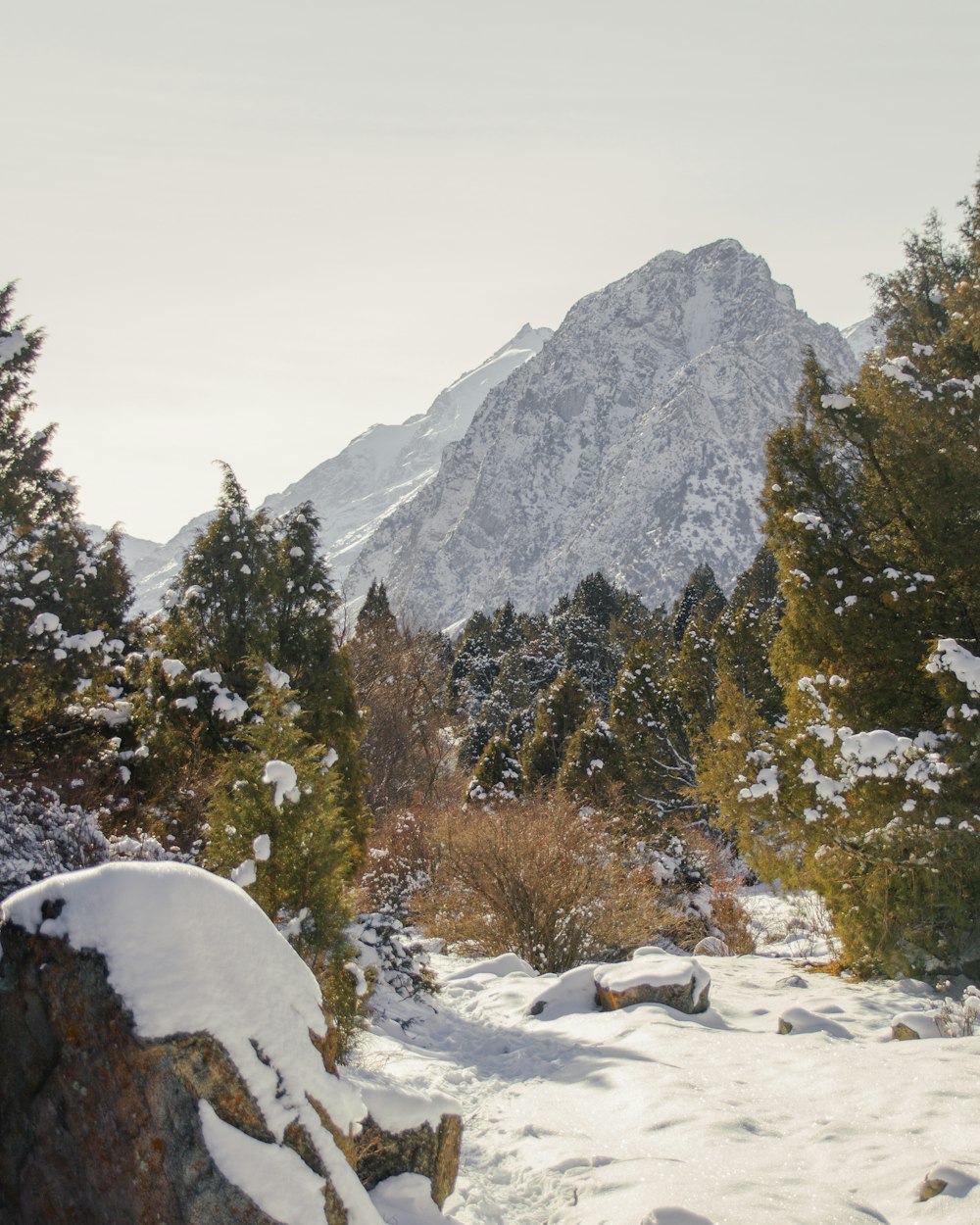 a snow covered forest with a mountain in the background