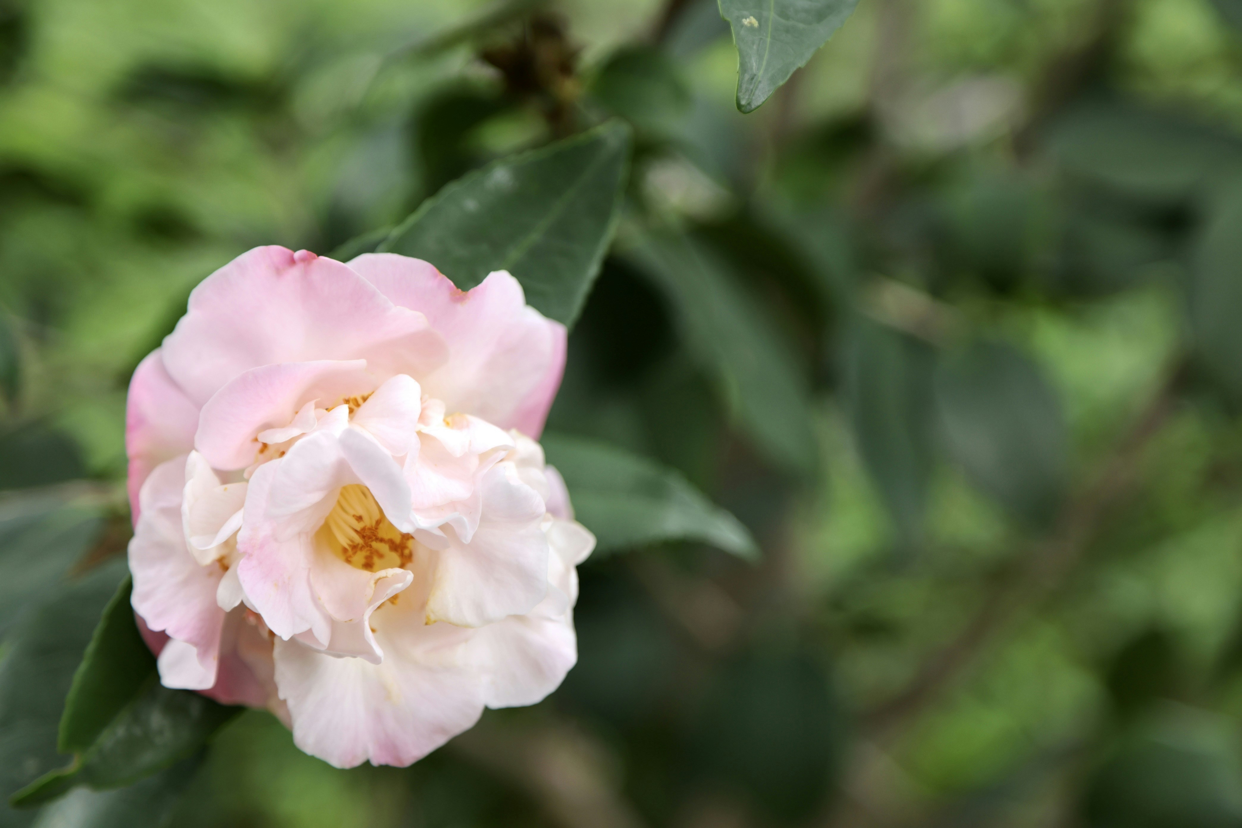 Photo by dickenslin76