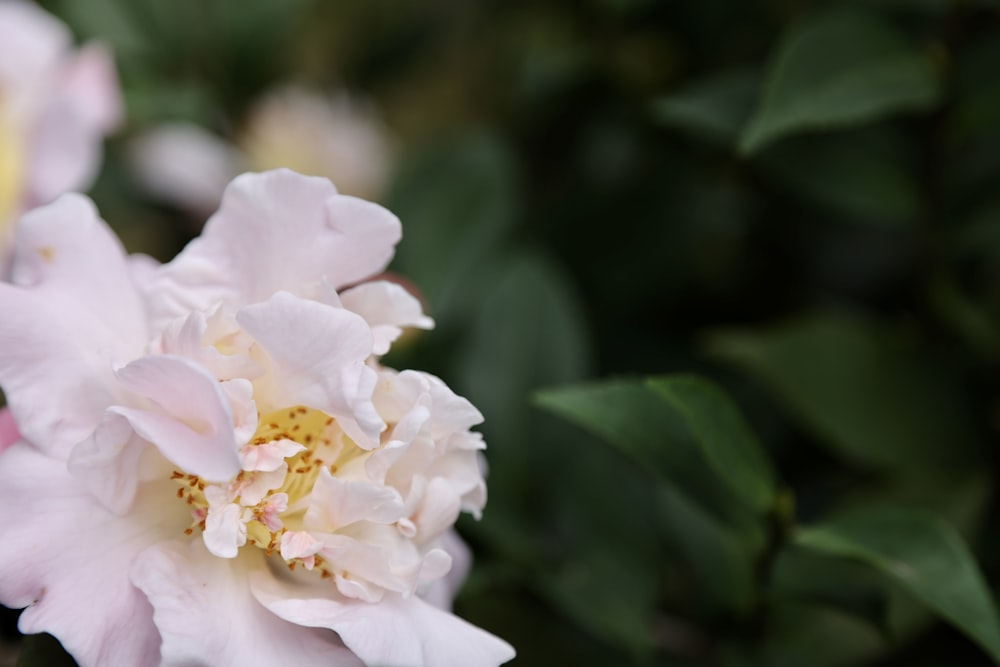 a close up of a pink flower with green leaves