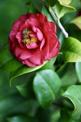 A vibrant red camellia flower is in full bloom with its petals curling outward. Three bees are actively gathering pollen from the flower's bright yellow center. Surrounding the flower are lush green leaves, and the background is slightly blurred, emphasizing the focus on the flower and bees.