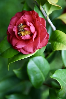 A vibrant red camellia flower is in full bloom with its petals curling outward. Three bees are actively gathering pollen from the flower's bright yellow center. Surrounding the flower are lush green leaves, and the background is slightly blurred, emphasizing the focus on the flower and bees.