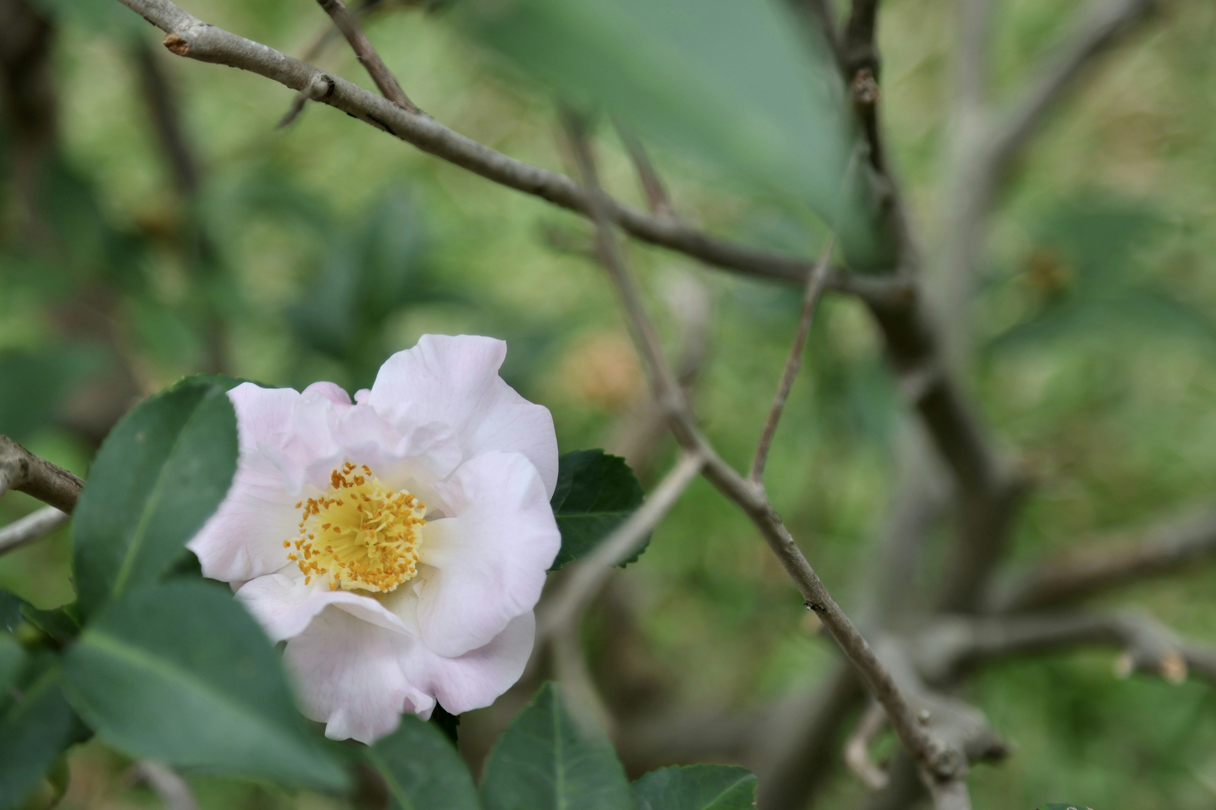 Photo by dickenslin76