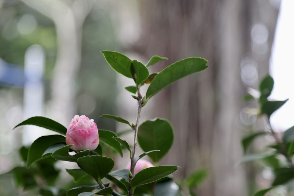 a pink flower is blooming on a tree branch