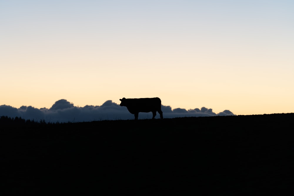 a cow standing on top of a grass covered hill