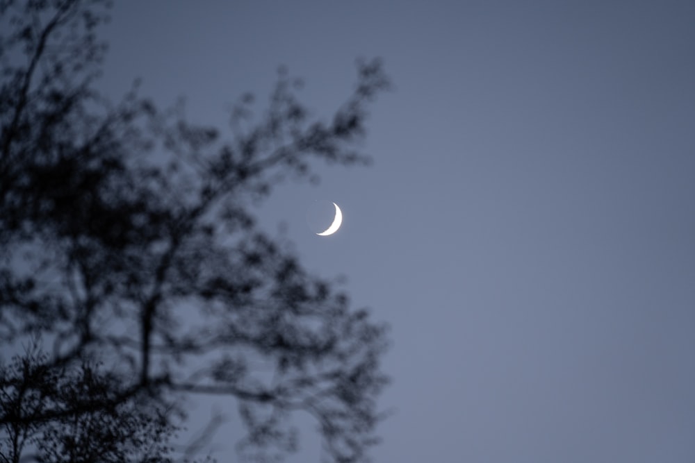 a half moon seen through the branches of a tree