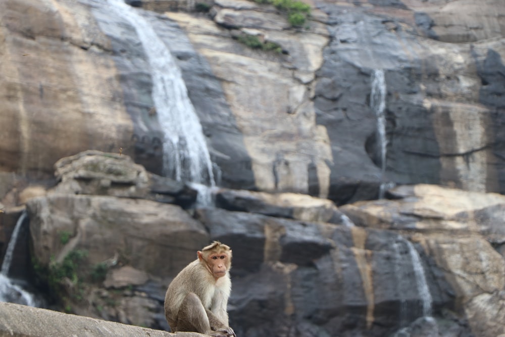 a monkey sitting on a rock next to a waterfall