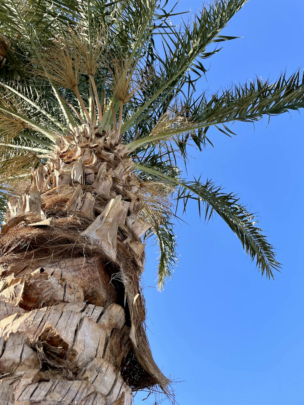 una palmera con un cielo azul en el fondo