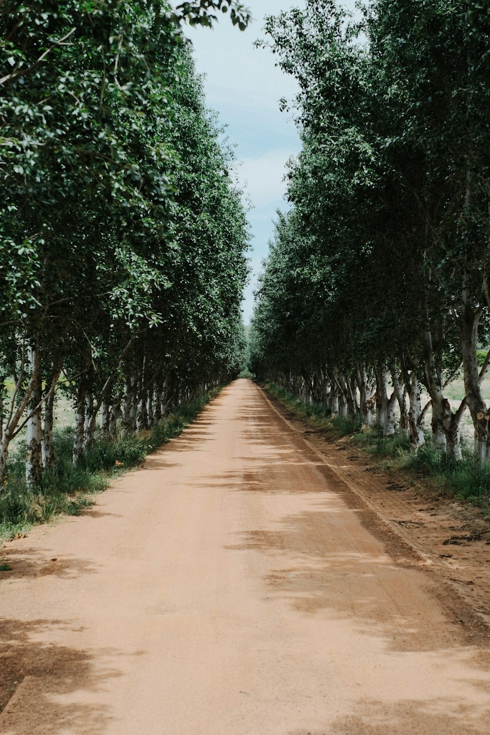 a dirt road lined with trees on both sides