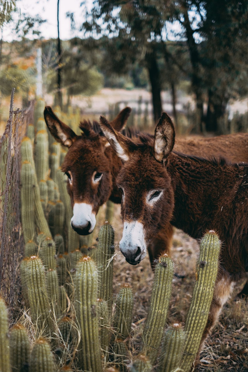 Dos burros parados uno al lado del otro cerca de un cactus