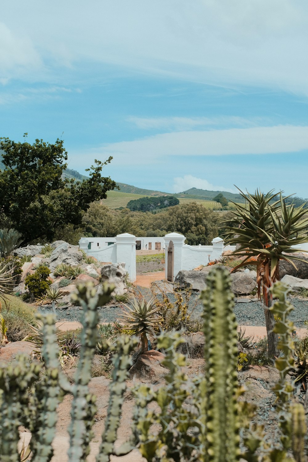 Un jardín de cactus con un edificio blanco al fondo