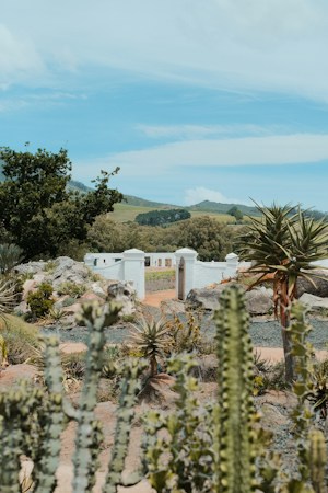 Desert cactus garden in front of a white home, typical of southwest Las Vegas and Henderson yards where sellers are adjusting asking prices