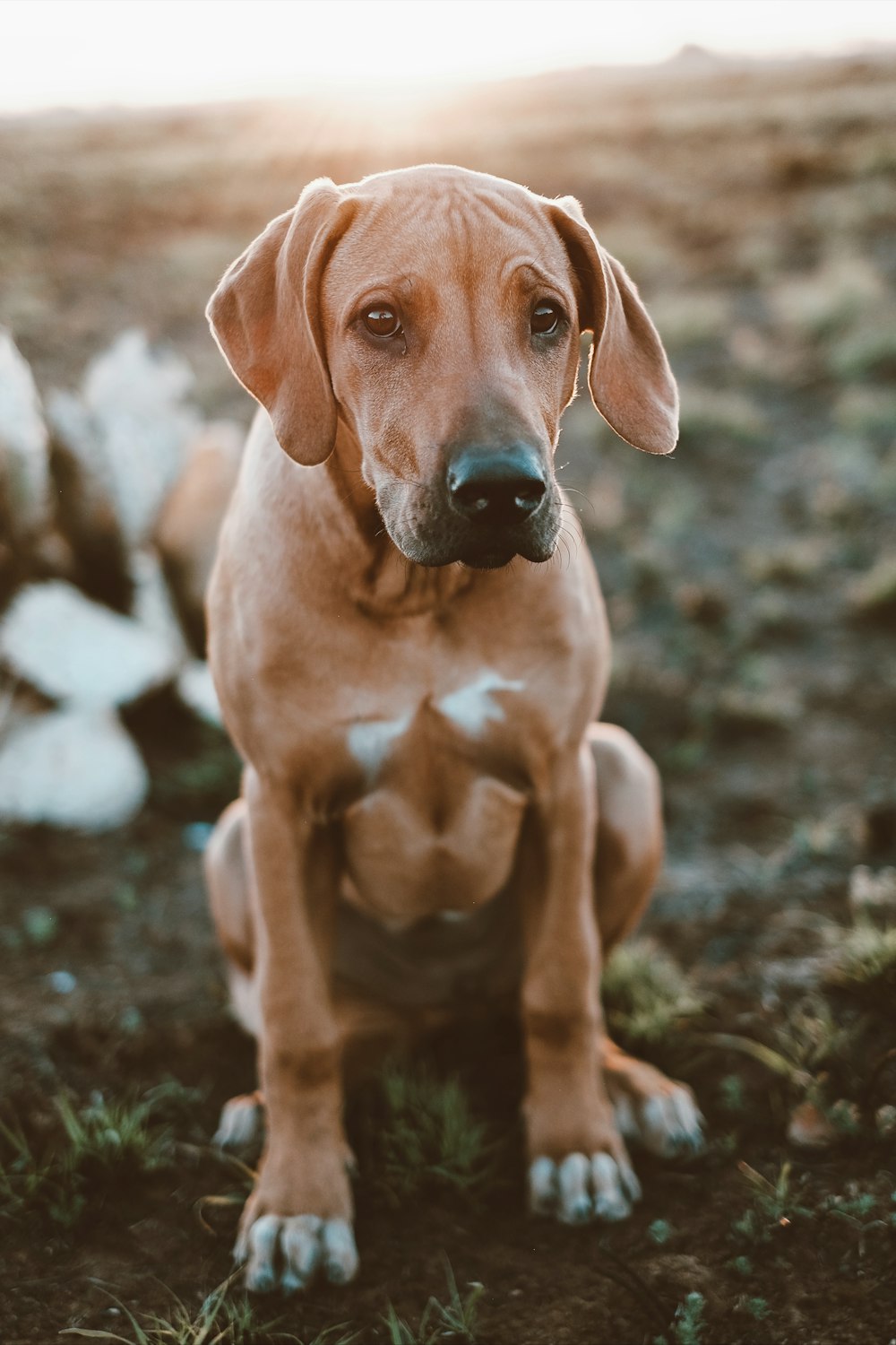 a brown dog sitting on top of a grass covered field